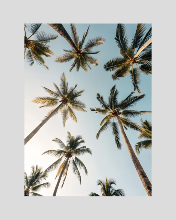 Affiche tropicale montrant des palmiers vus de dessous sur fond de ciel bleu clair