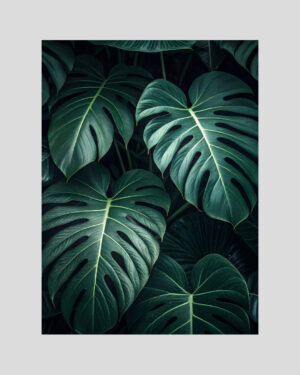 Affiche déco de feuilles tropicales Monstera vert foncé en gros plan, ambiance botanique chic
